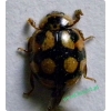 Adalia decempunctata (Linnaeus, 1758) Biedronka dziesięciokropka